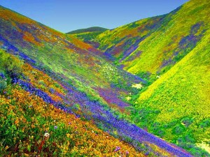 Valley of Flowers